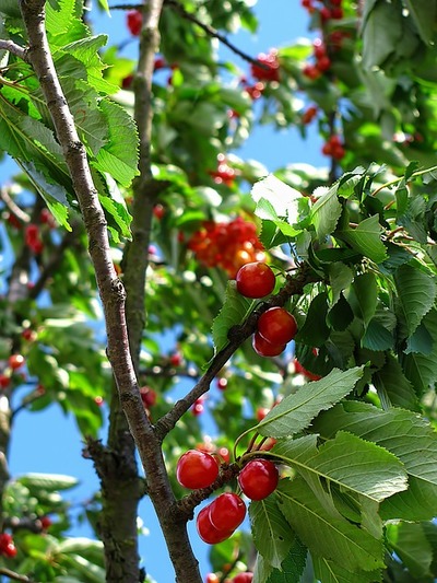 Red berries on branches,