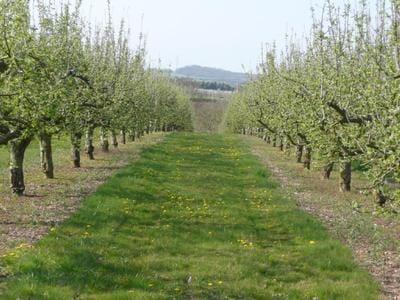Two rows of fruit trees in blossom