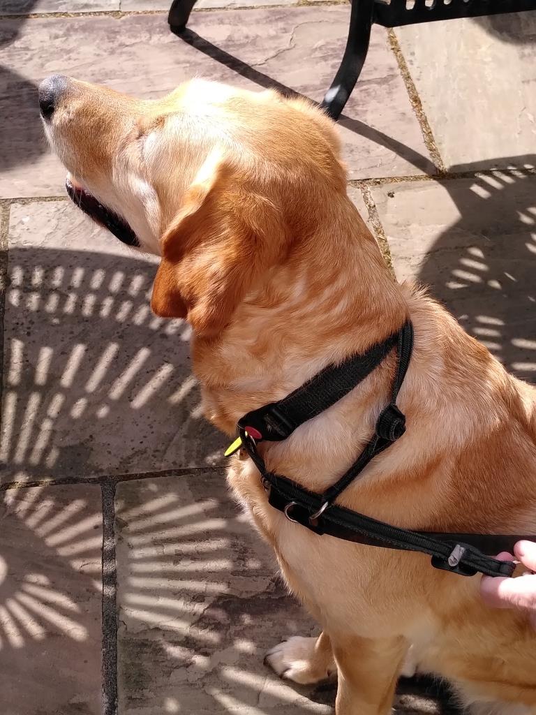 A guide dog sitting on a patio