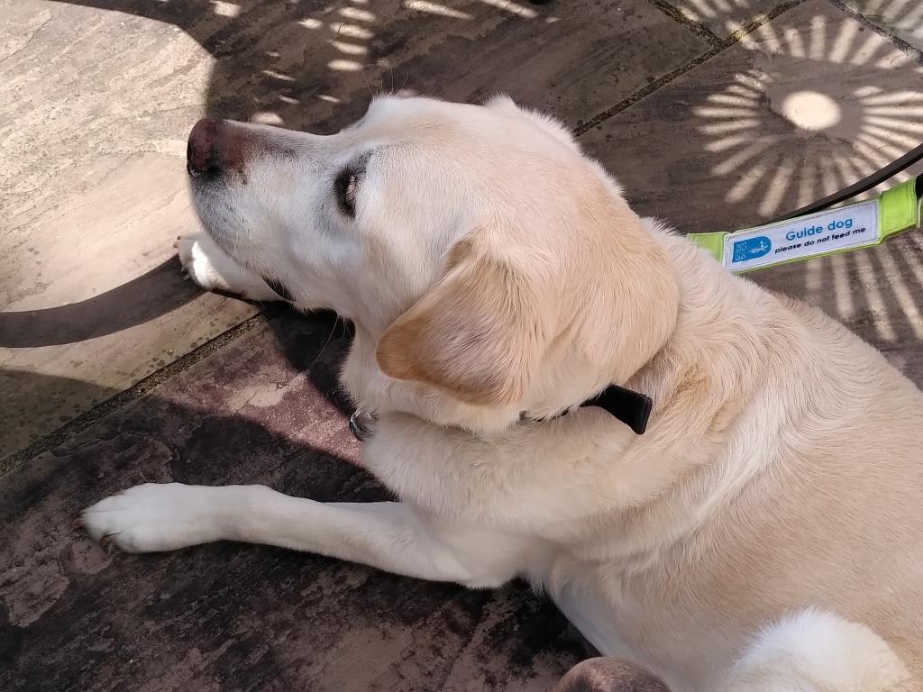 A guide dog lying down on a patio