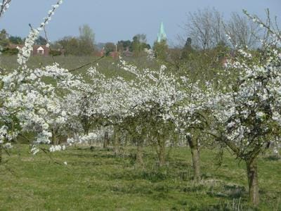 Fruit trees in blossom in an orchard