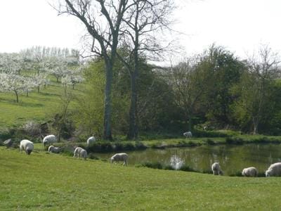 Sheep grazing next to a pond with an orchard with trees in blossom beyond.