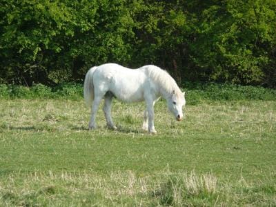 A white horse grazing.